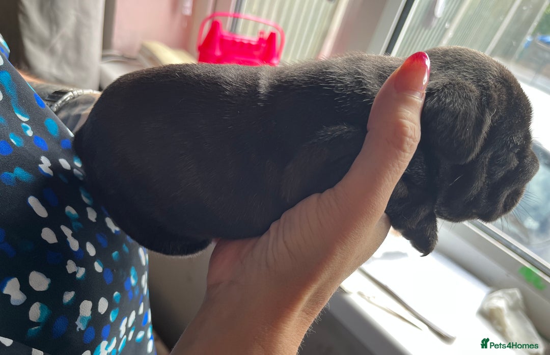 French Bulldog dogs for sale: Puppies for sale - Image 6