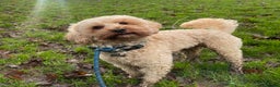 Cavapoo dogs for stud:  Fully healthy tested Proven F1 Cavapoo Stud Dog in Droitwich - Advert 4