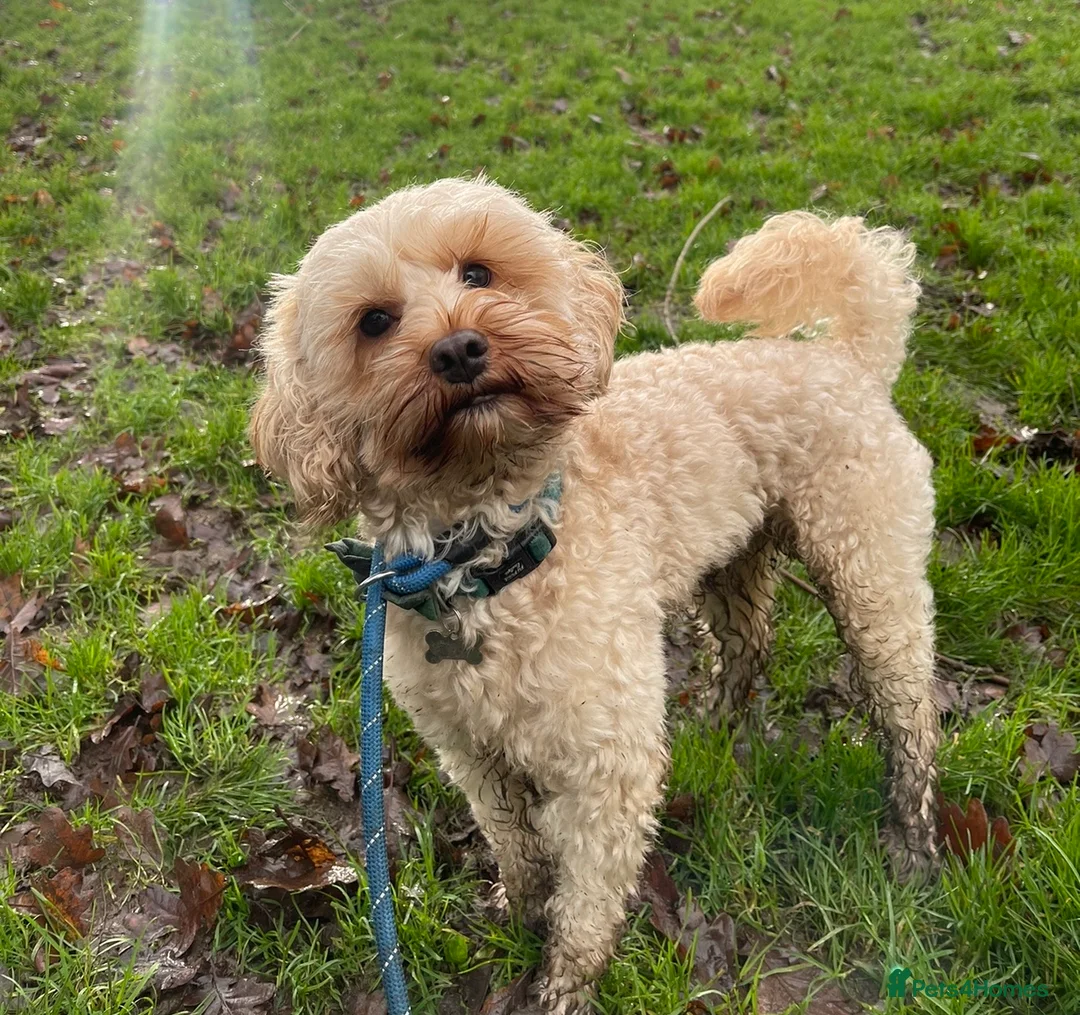 Cavapoo dogs for stud:  Fully healthy tested Proven F1 Cavapoo Stud Dog in Droitwich - Advert 4