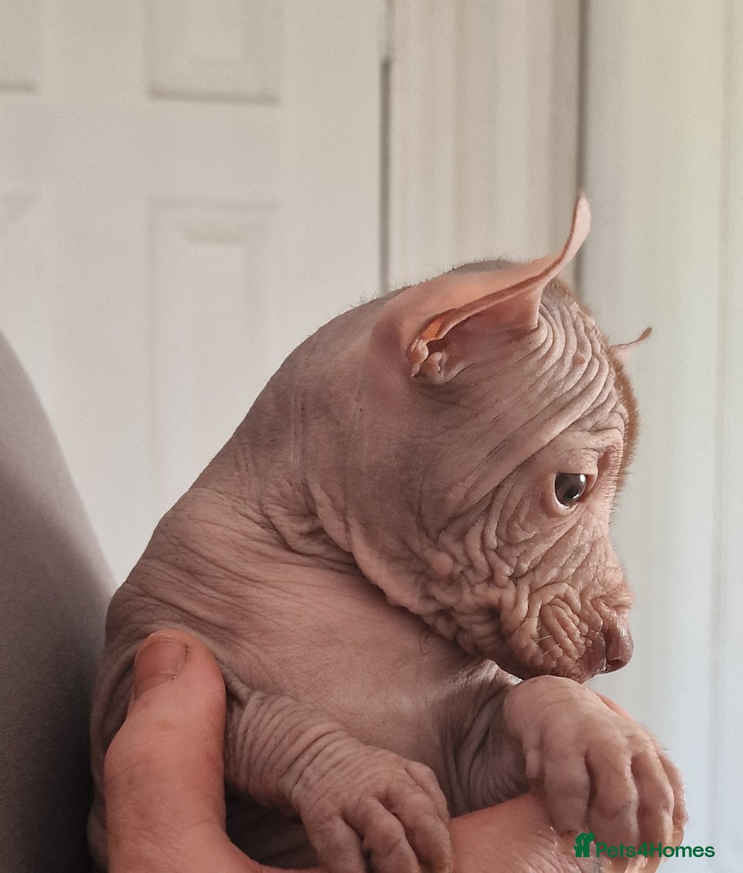 Mexican Hairless dogs for sale:  1 mini boy red  2000 mini black girl 2000. - Image 7