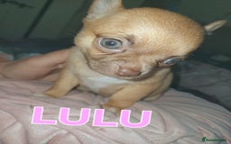 Chihuahua dogs for sale: Chihuahua pups stunning - Image 9