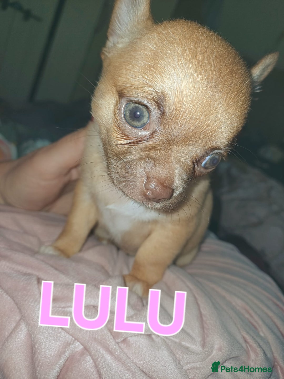Chihuahua dogs for sale: Chihuahua pups stunning - Image 9