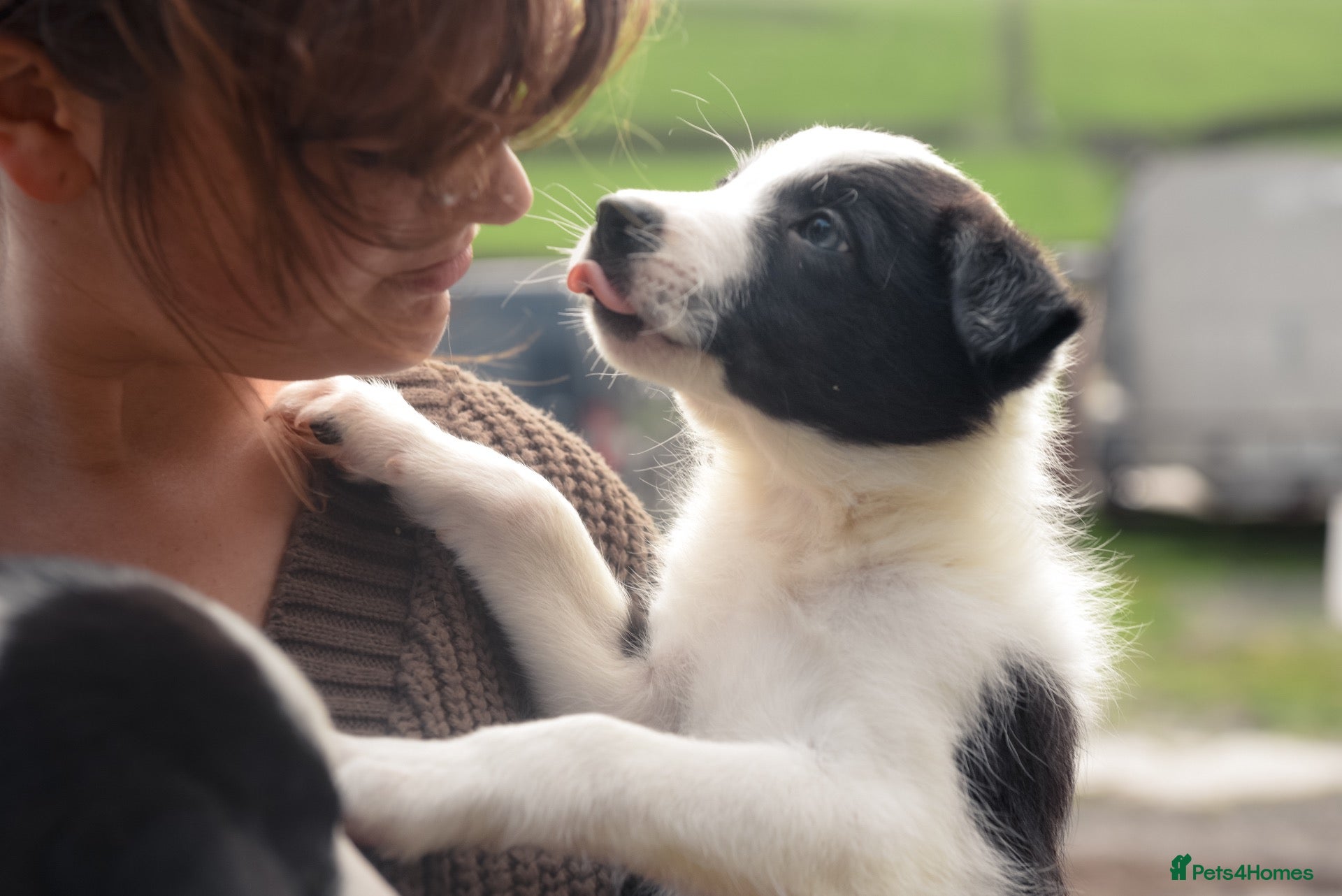 Border Collie dogs Stunning Blue & white / black & white pups - Advert 1