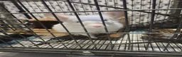 Chinchilla rodents for sale: ❄️Beautiful Pink White Chinchilla with Red Eyes❄️ - Advert 11