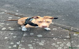 American Bulldog dogs for sale: American bulldog - Image 1