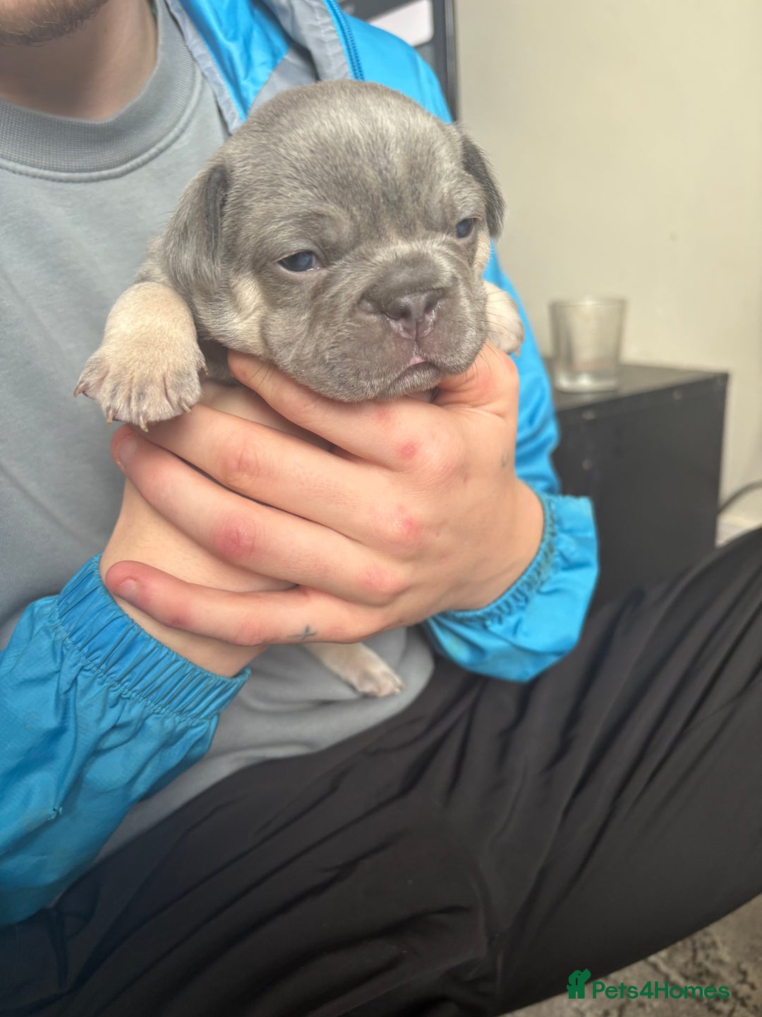 French Bulldog dogs for sale: ✨2 beautiful French bulldogs✨ - Advert 4