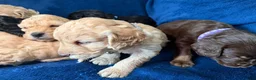 Cockapoo dogs for sale: Beautiful Litter Of Cockapoo Puppies in Colchester - Advert 3