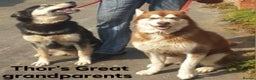 Alaskan Malamute dogs for stud: "Proven" Alaskan malamute for stud  in Sheffield - Advert 19