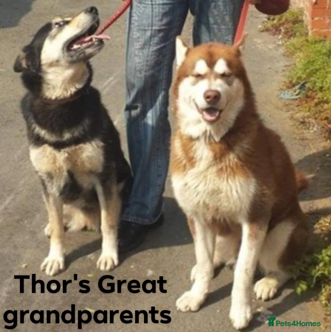 Alaskan Malamute dogs for stud: "Proven" Alaskan malamute for stud  in Sheffield - Advert 19