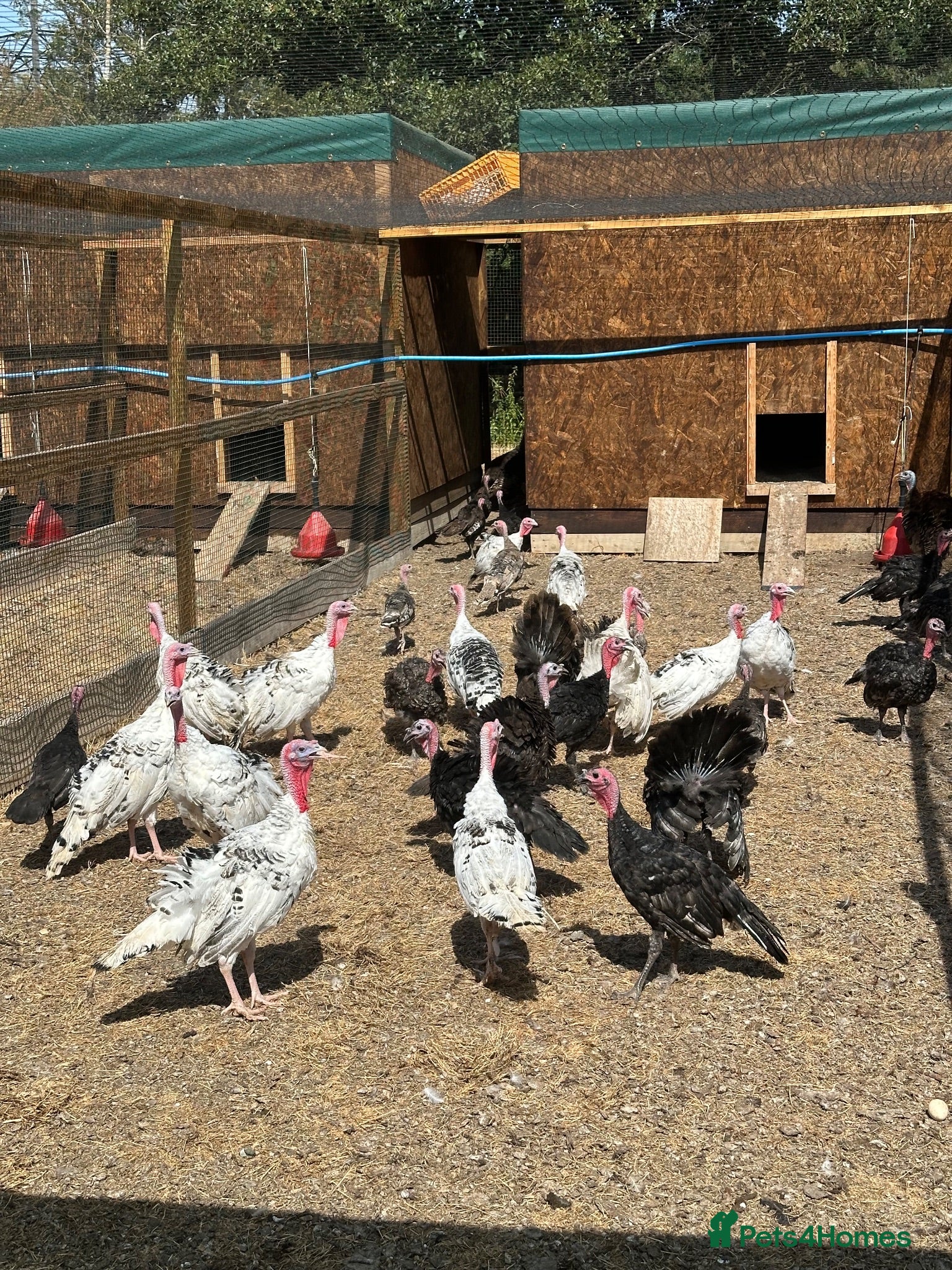 Turkeys poultry Male turkeys  - Advert 1
