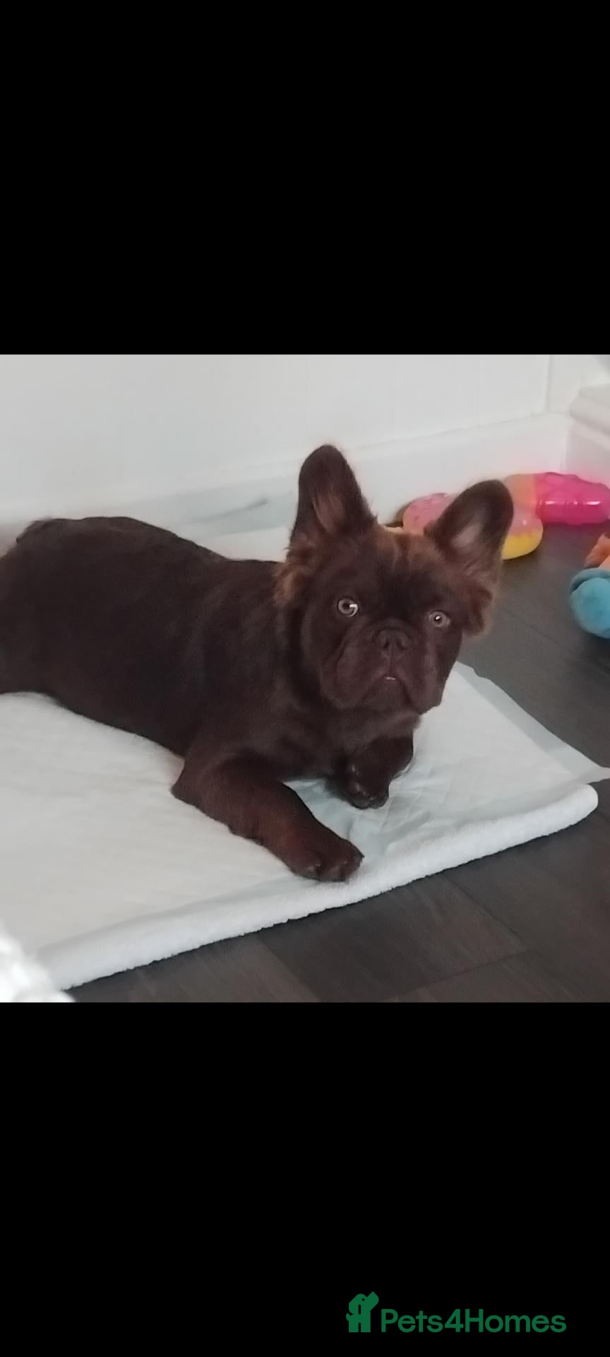 French Bulldog dogs Male  - Advert 5