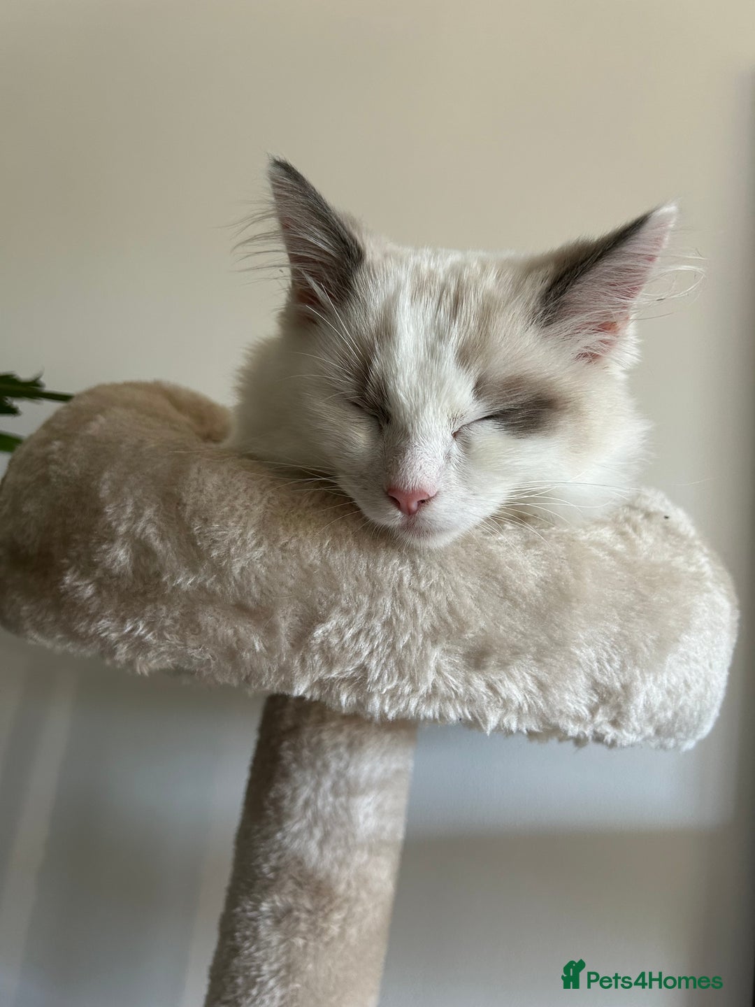 Ragdoll cats for sale: Remmi the ragdoll - Advert 3