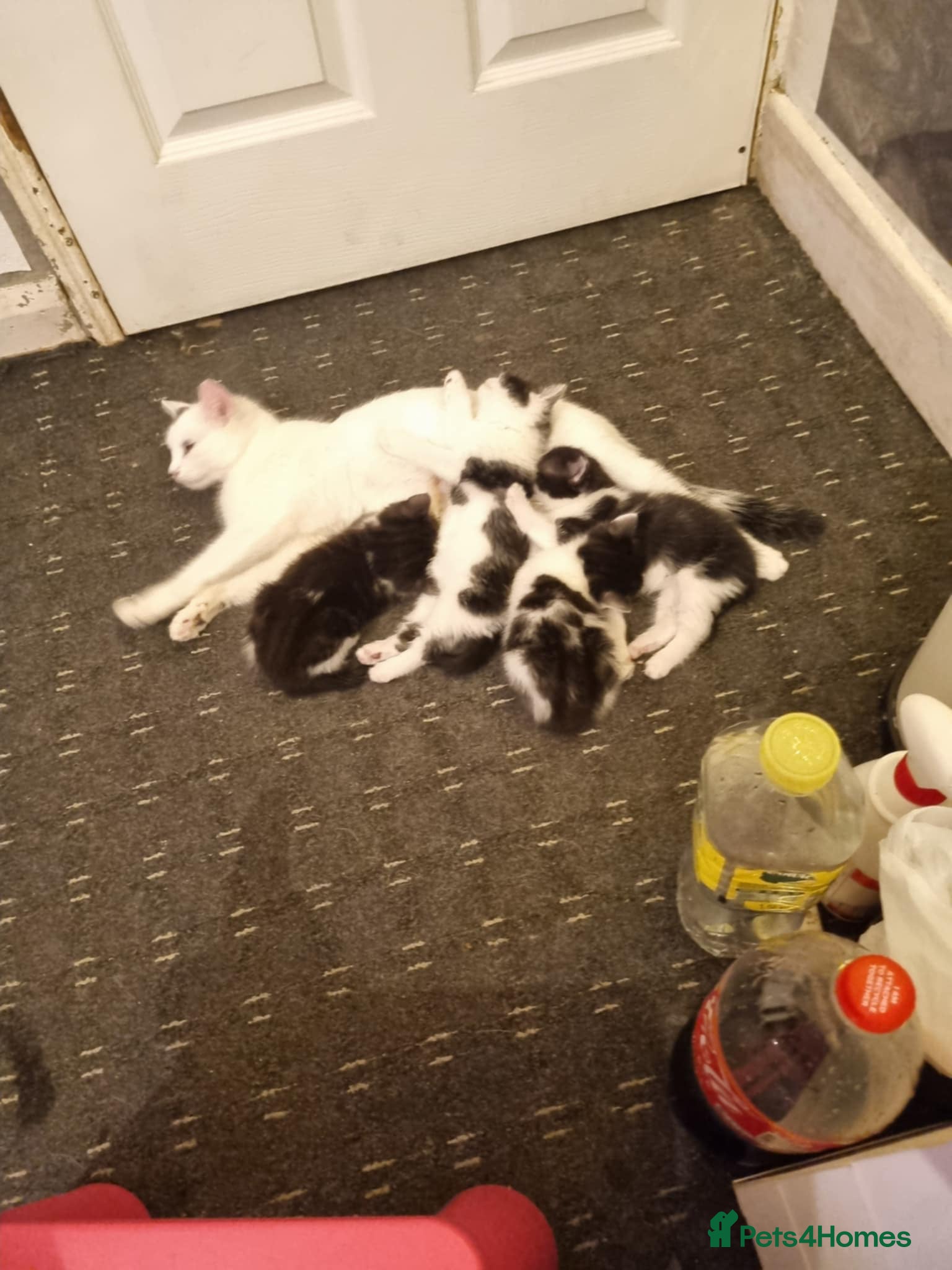 Mixed Breed cats For sale 50 - Advert 2