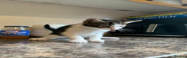 Mixed Breed Kitten 2