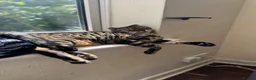 Bengal cats for sale: Full Bengal Brown Rosetted Female - Mia (Mims) - Advert 13