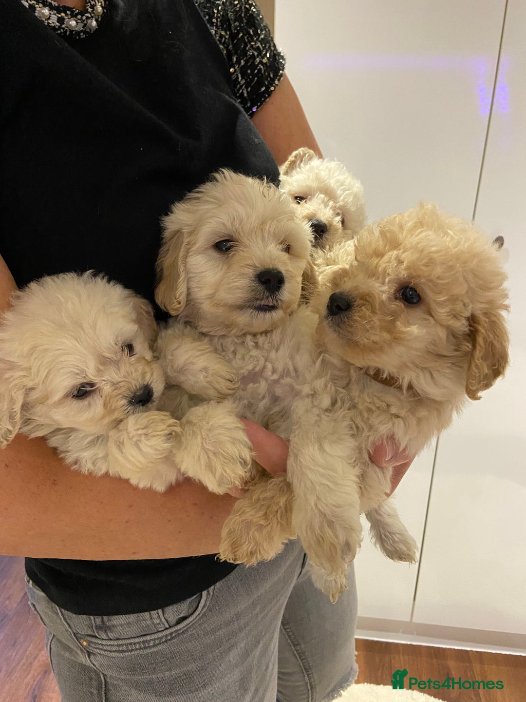 Cockapoo dogs for sale: Cockapoos for sale - Advert 1