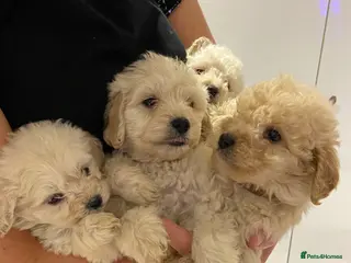 Cockapoo dogs Cockapoos for sale - Advert 11