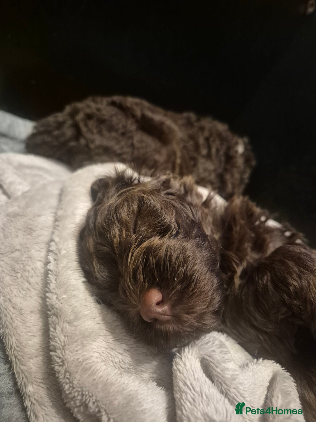 Labradoodle dogs for sale: Stunningly adorable f2b labradoodles! - Advert 10