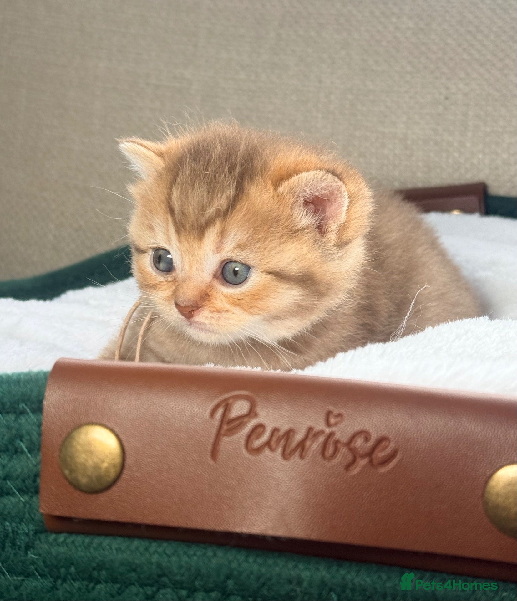 British Shorthair cats 4 Chocolate golden kittens TICA reg  - Advert 2