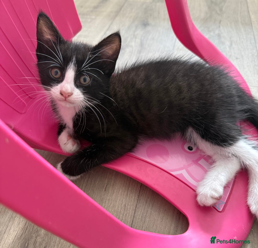 British Shorthair cats for sale: 4 Beautiful Girls!  - Image 5