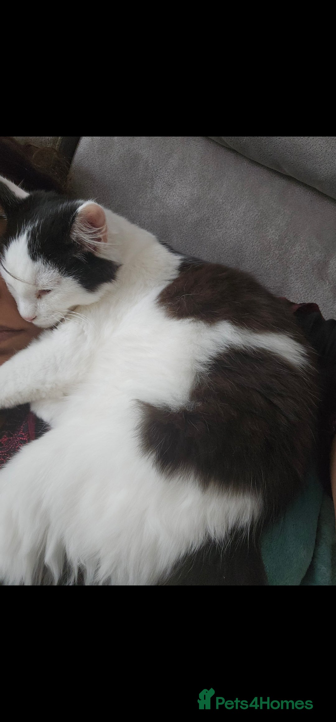 Mixed Breed cats Beautiful playful cheeky male kitten - Advert 1