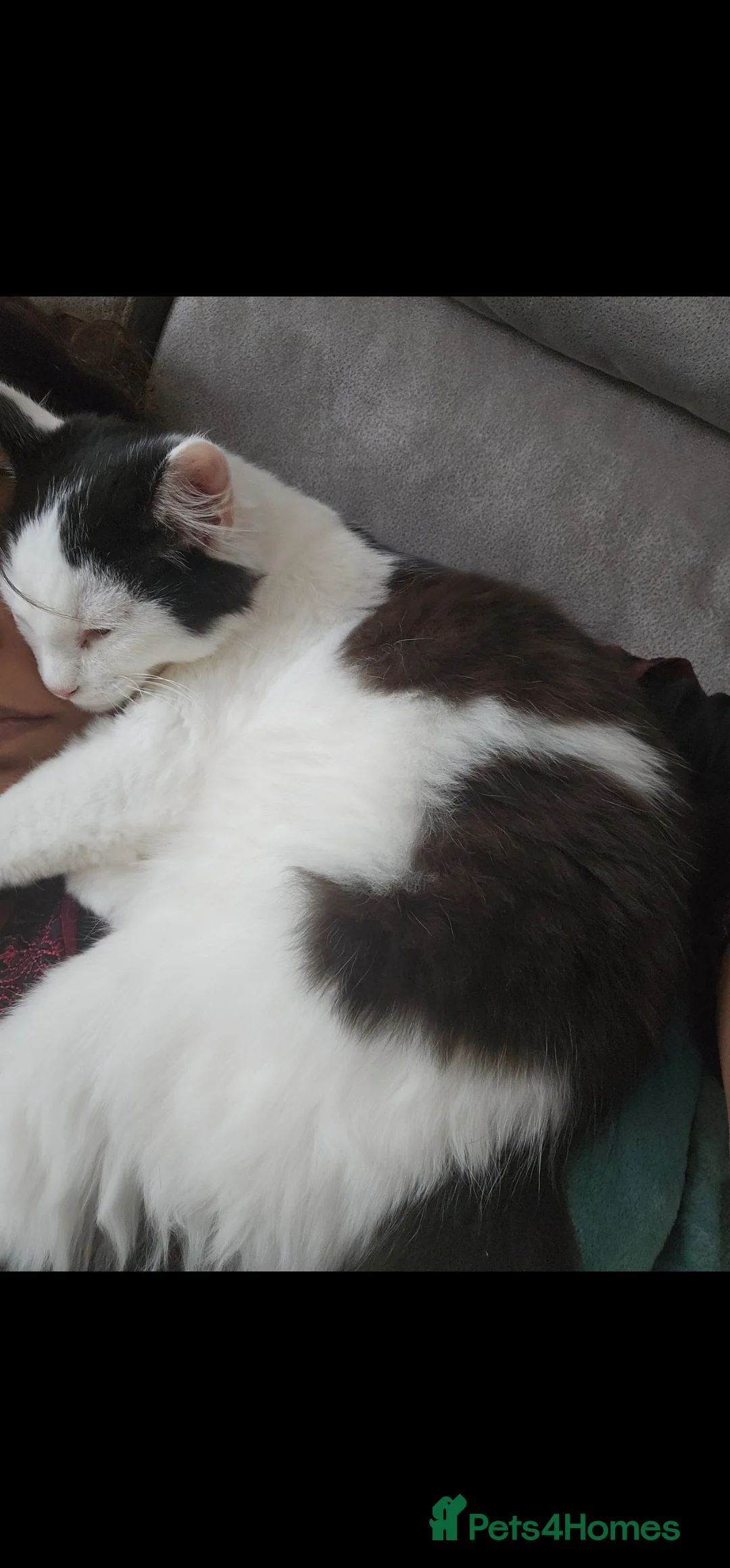 Mixed Breed cats for sale: Beautiful playful cheeky male kitten - Advert 1