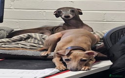 Italian Greyhound dogs for sale: Beautiful Pure Bred Italian Greyhounds - Image 4