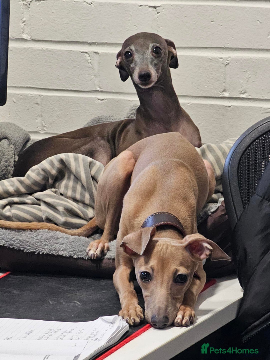 Italian Greyhound dogs for sale: Beautiful Pure Bred Italian Greyhounds - Image 4