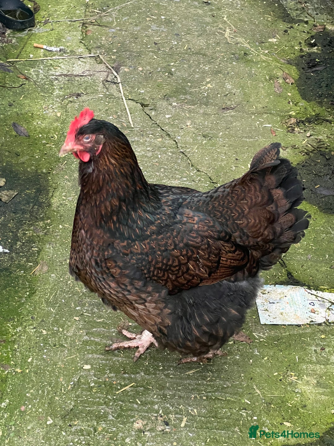 Chickens poultry for sale: Few super breed laying hens for sale  - Advert 12