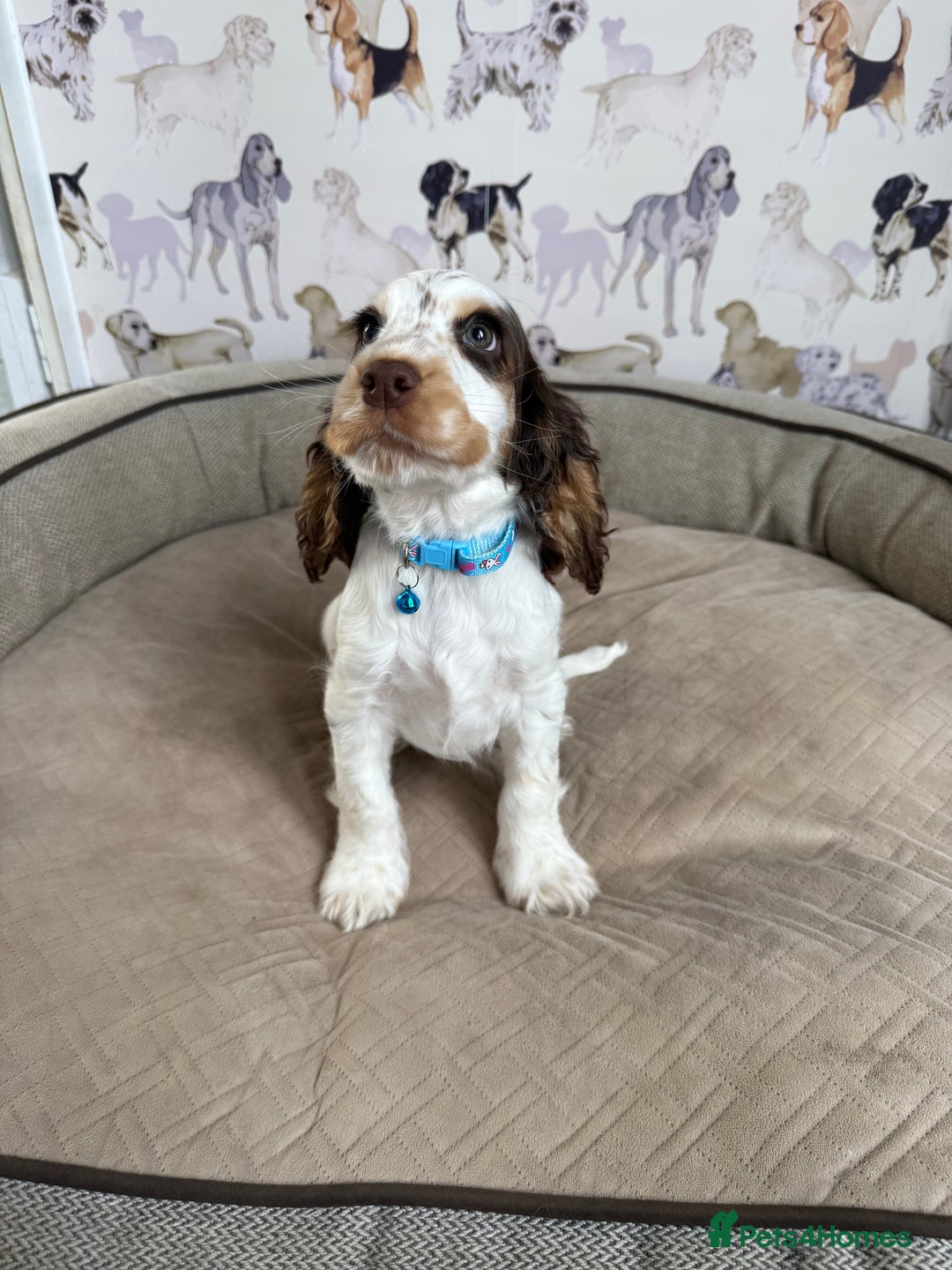Cocker Spaniel dogs for sale: Beautiful show litter Cockers ready now - Image 13