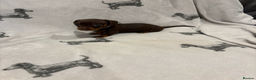 Dachshund dogs for sale: Minatare Dachshund - Advert 13
