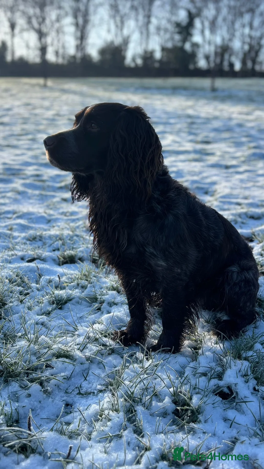 Cocker Spaniel dogs for stud: STUD Eye catching Roan KC Working Cocker Spaniel - Advert 2