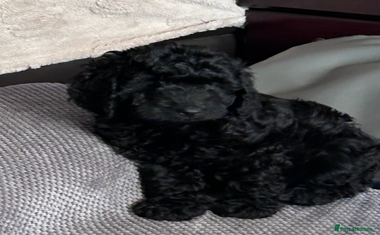 Cockapoo dogs F1b Cockapoo puppies only 3 left ready now  - Advert 3