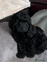 Cockapoo dogs F1b Cockapoo puppies 2 left now 1 girl 1 boy - Advert 2