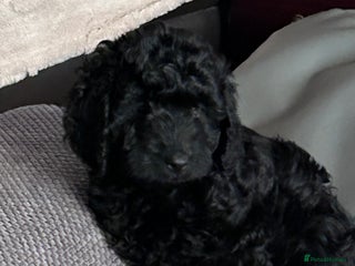 Cockapoo dogs F1b Cockapoo puppies only 3 left ready now - Advert 6