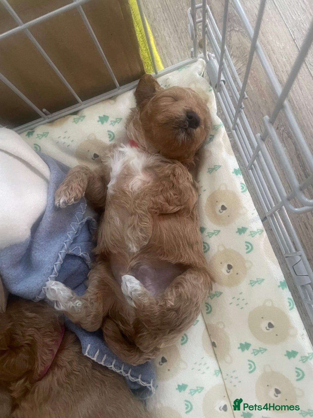 Toy Poodle dogs for sale: Toy poodle puppies  - Advert 8