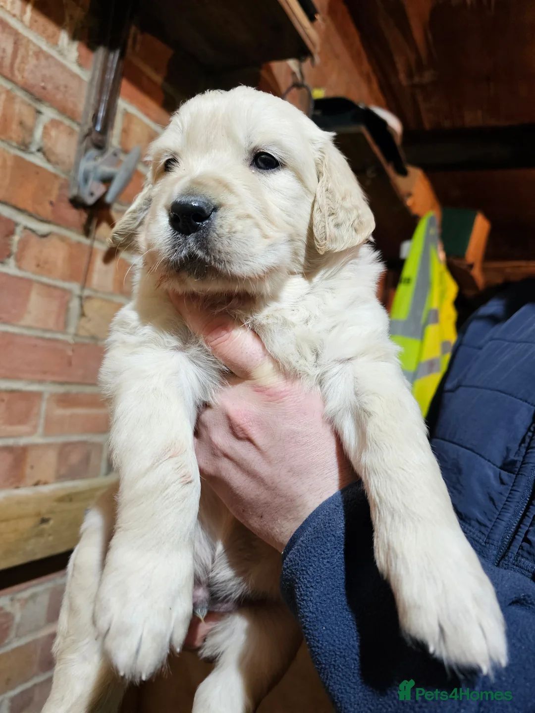 Golden Retriever dogs for sale: Golden retriever puppy for sale in Harrow  London - Advert 15