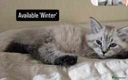 Siberian cats for sale: Litter "W" Neva Masquerade - Image 9