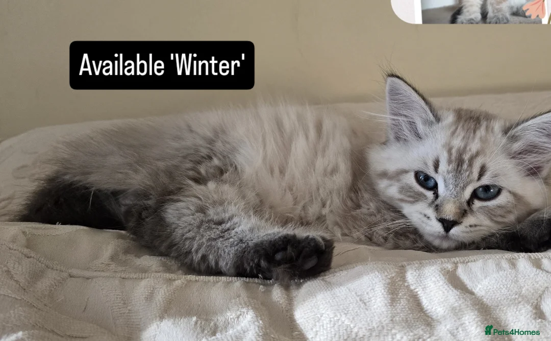 Siberian cats for sale: Litter "W" Neva Masquerade - Image 9