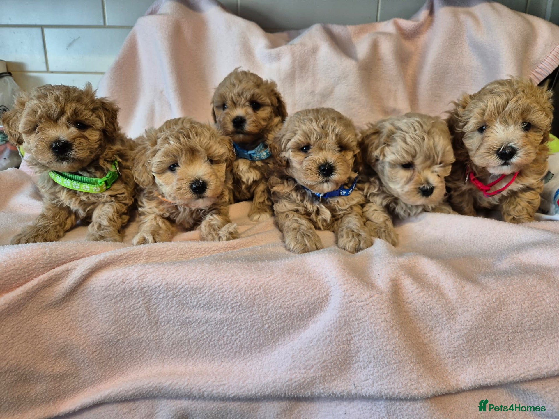 Maltipoo dogs Maltipoo  - Advert 2