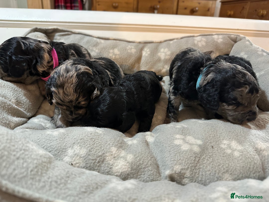 Cavapoo dogs for sale: Gorgeous Rare-Colouring Cavapoo Puppies - Image 12