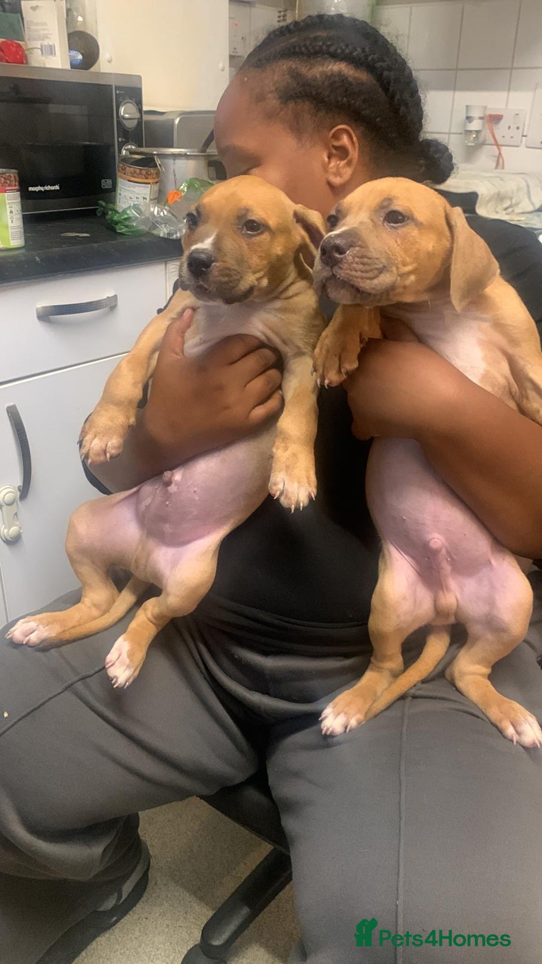 Mixed Breed dogs for sale: Bullmastiff x Mastiff - Ready Now - London - Image 10
