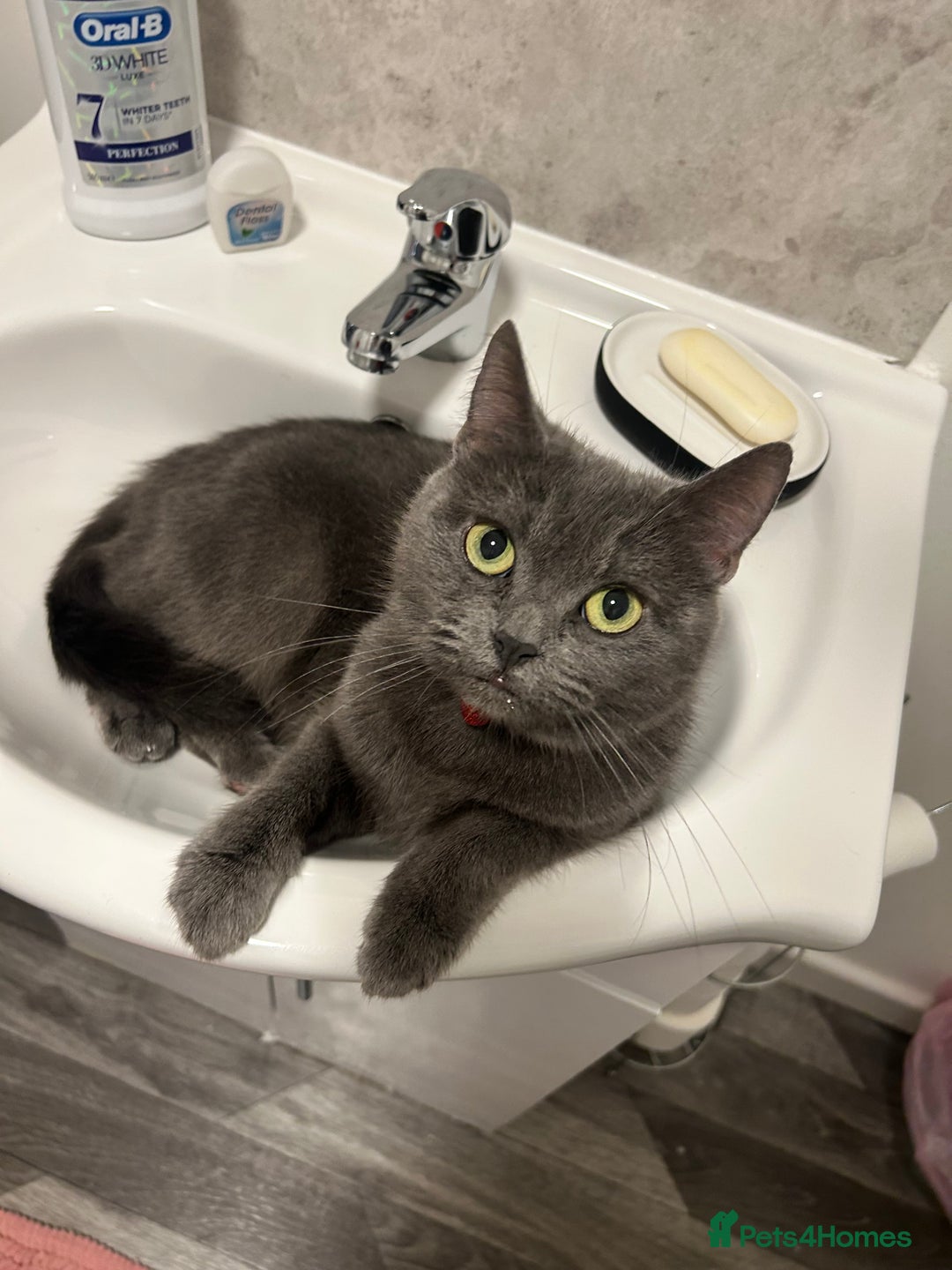 Russian Blue cats for sale: Nala  - Image 2