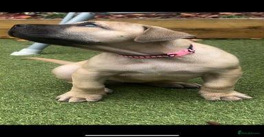 Presa Canario dogs - Advert 8