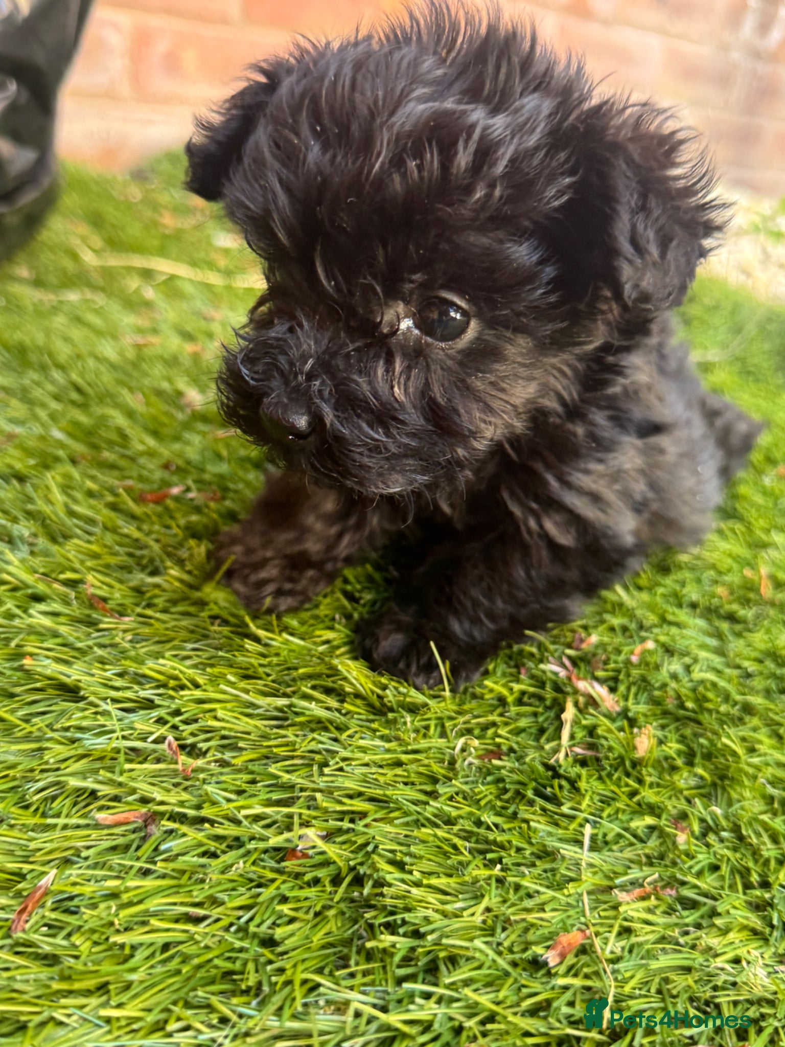 Mixed Breed dogs Yorkshire terrier x Biewer Terrier - Advert 1