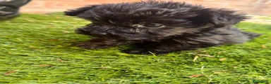 Mixed Breed Puppy 1
