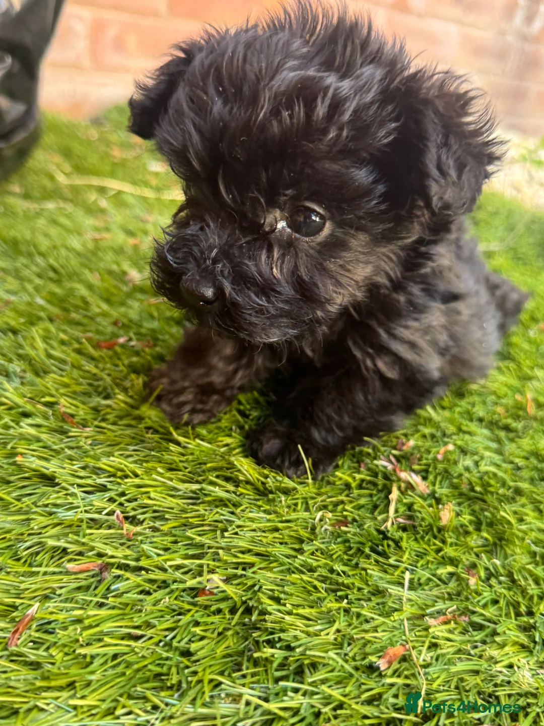 Mixed Breed dogs for sale: Yorkshire terrier x Biewer Terrier - Advert 1
