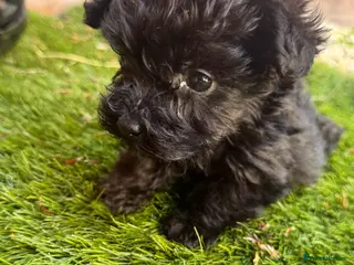 Mixed Breed dogs Yorkshire terrier x Biewer Terrier - Advert 1