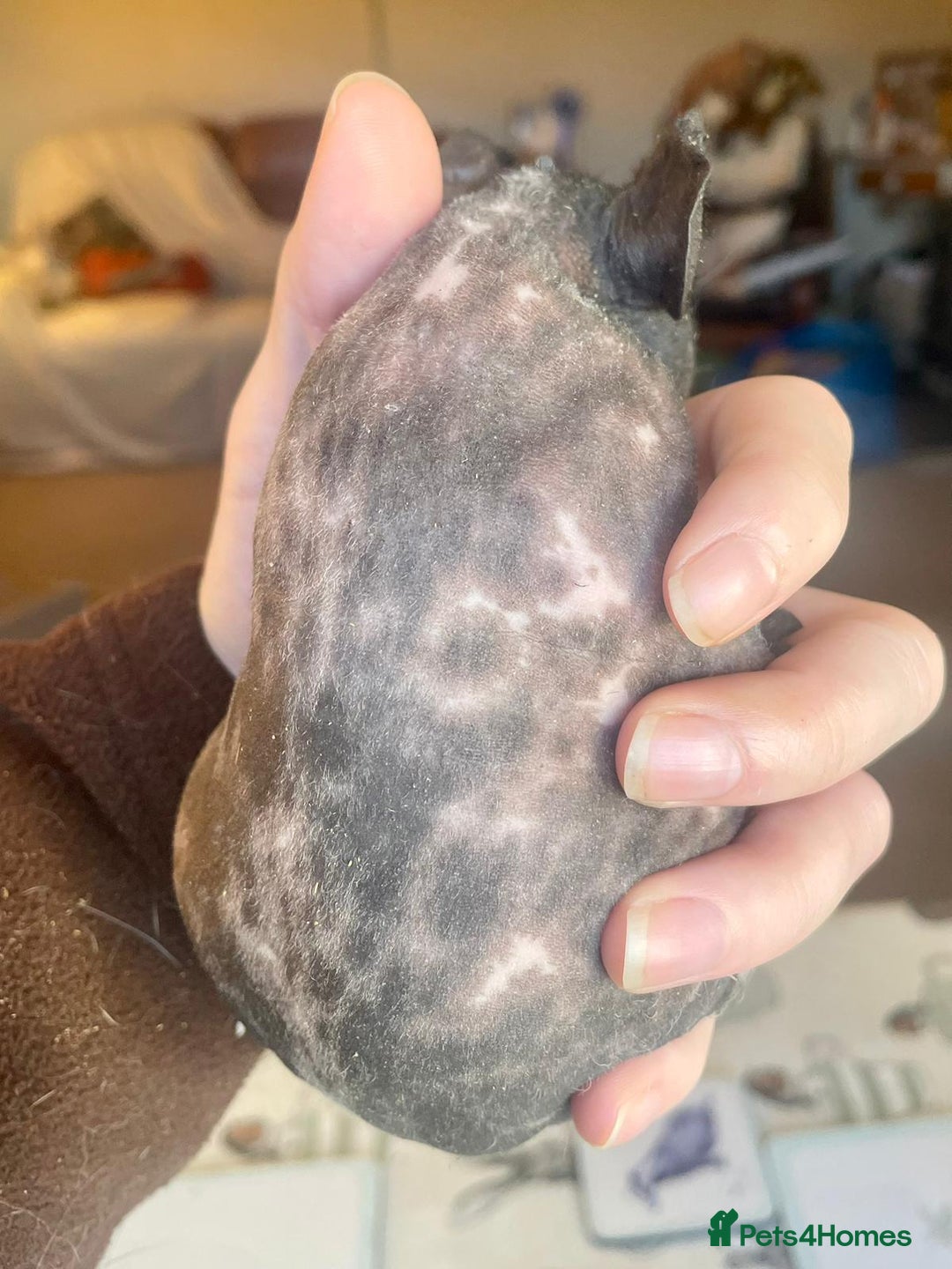 Guinea Pig rodents for sale: Skinny pig boar - Advert 2