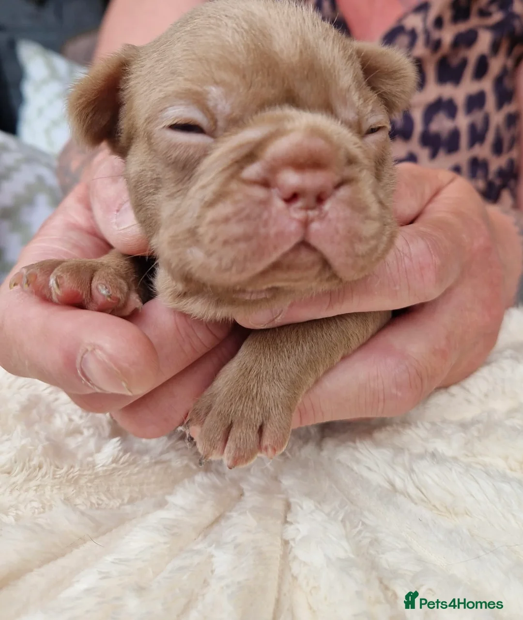 French Bulldog dogs for sale: Two male French bull dog puppies  in Loughborough - Advert 2